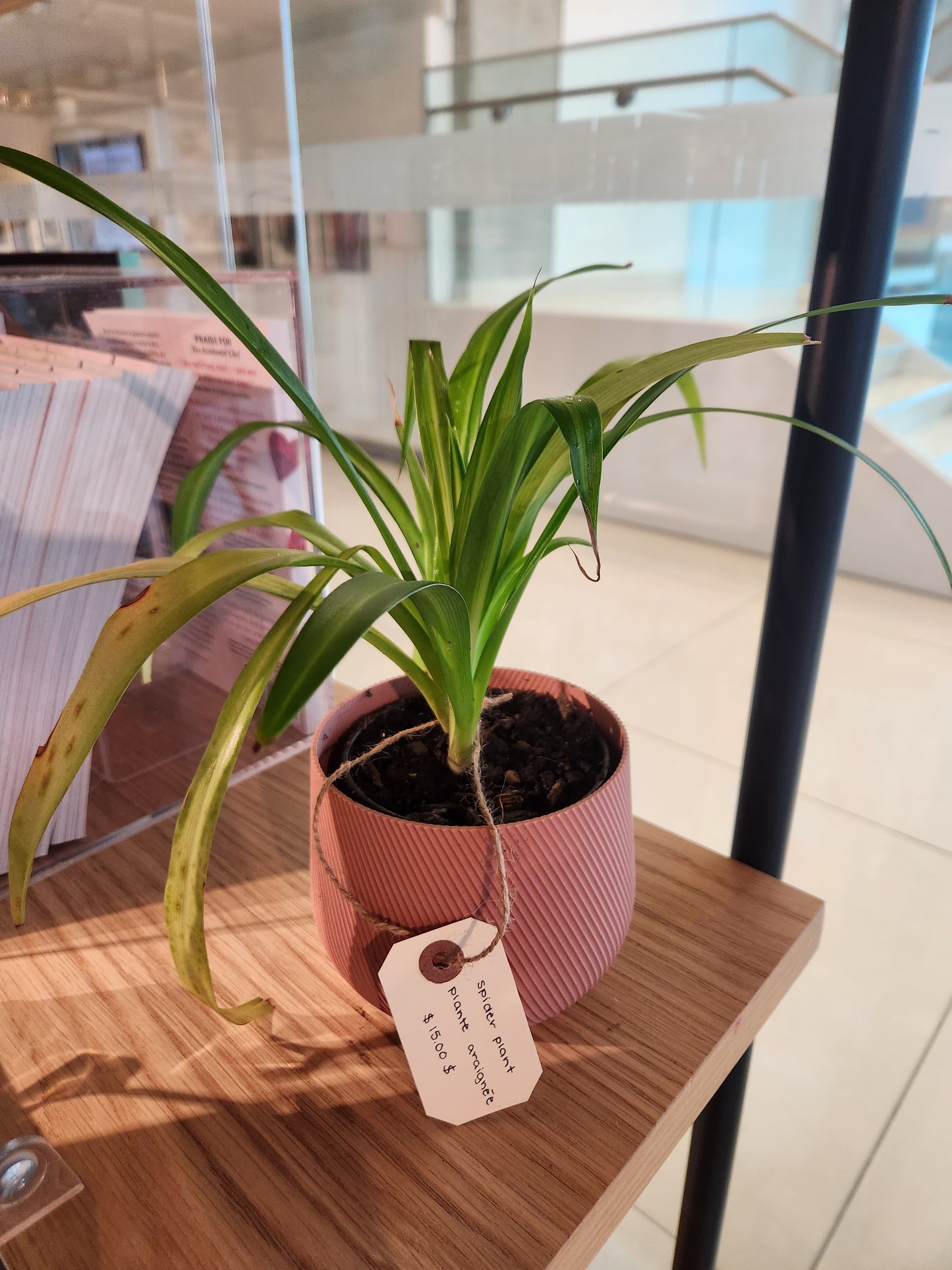Spider Plant