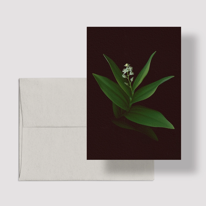 Greeting Card / Starflower