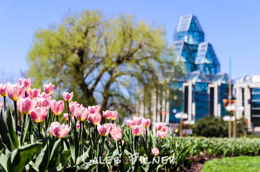 Pink Tulips in front of NGC Card