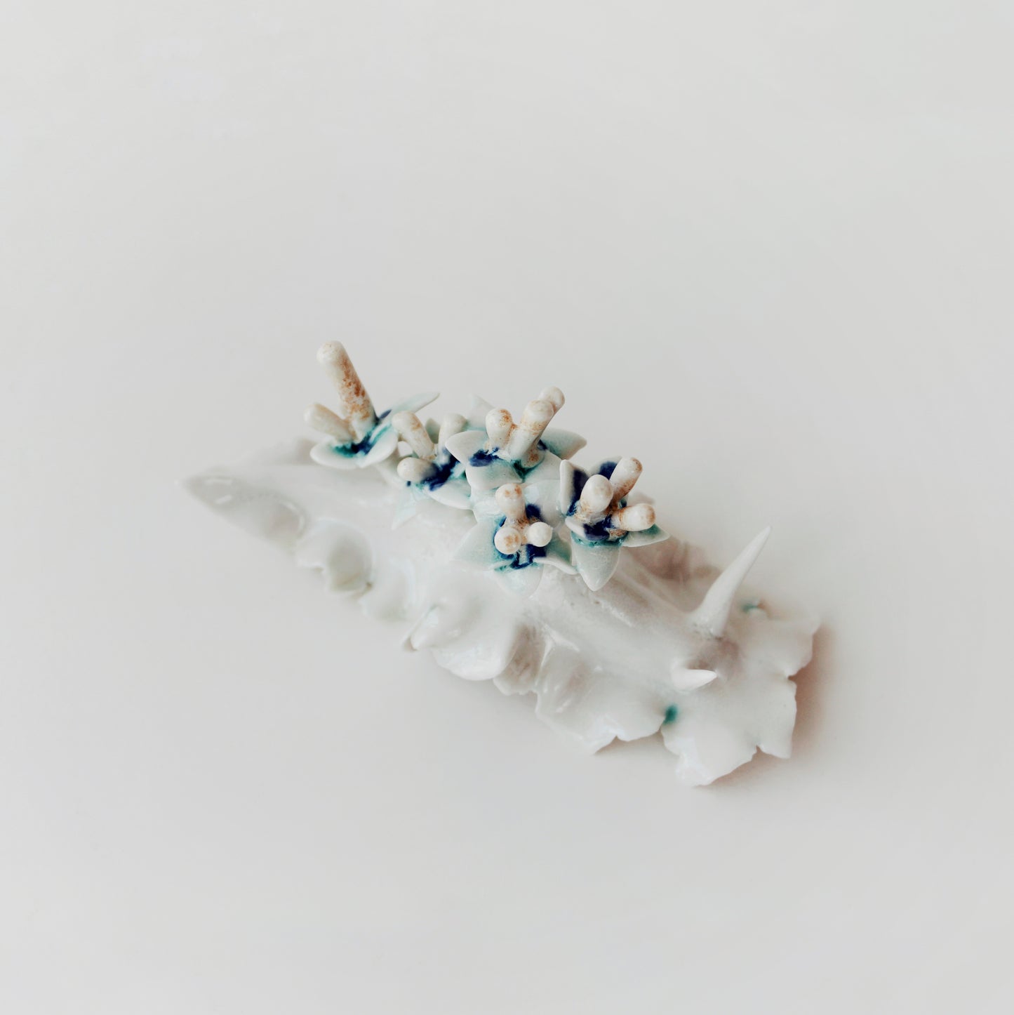 Cynthia O'Brien Limaces (Nudibranches)