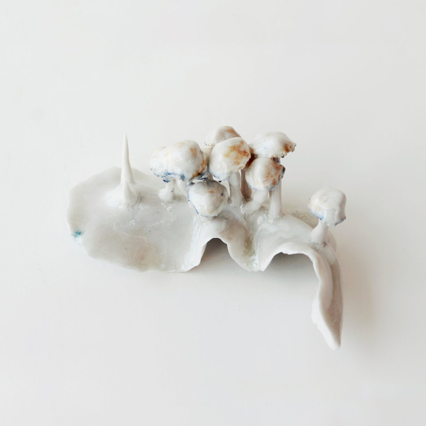 Cynthia O'Brien Limaces (Nudibranches)