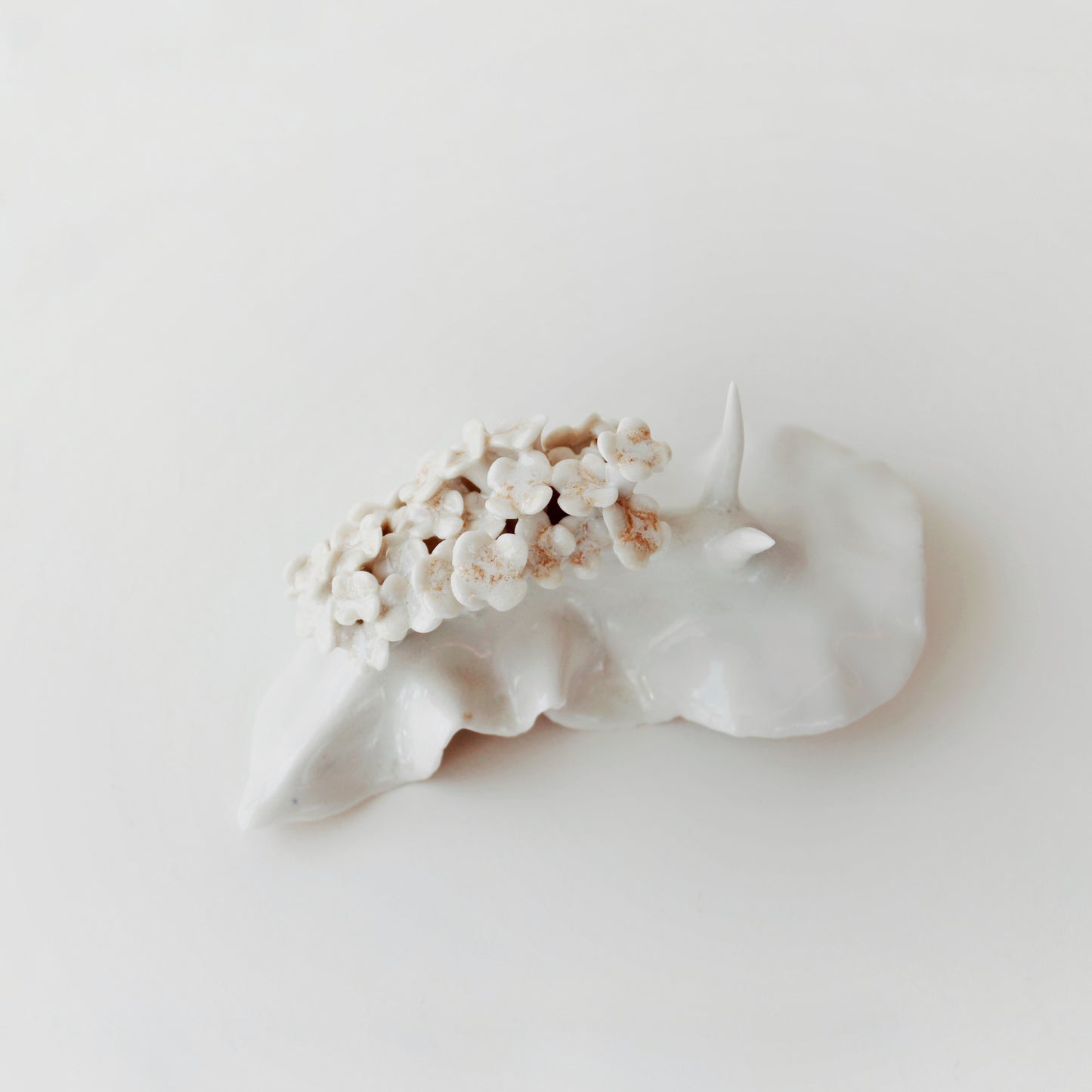 Cynthia O'Brien Limaces (Nudibranches)