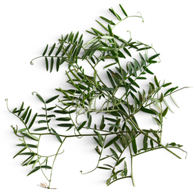 Inuit Herbal Tea - Blackberry (Arpiqutik)