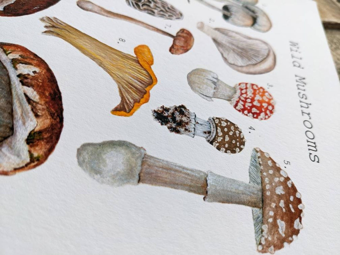 Illustration, wild mushrooms