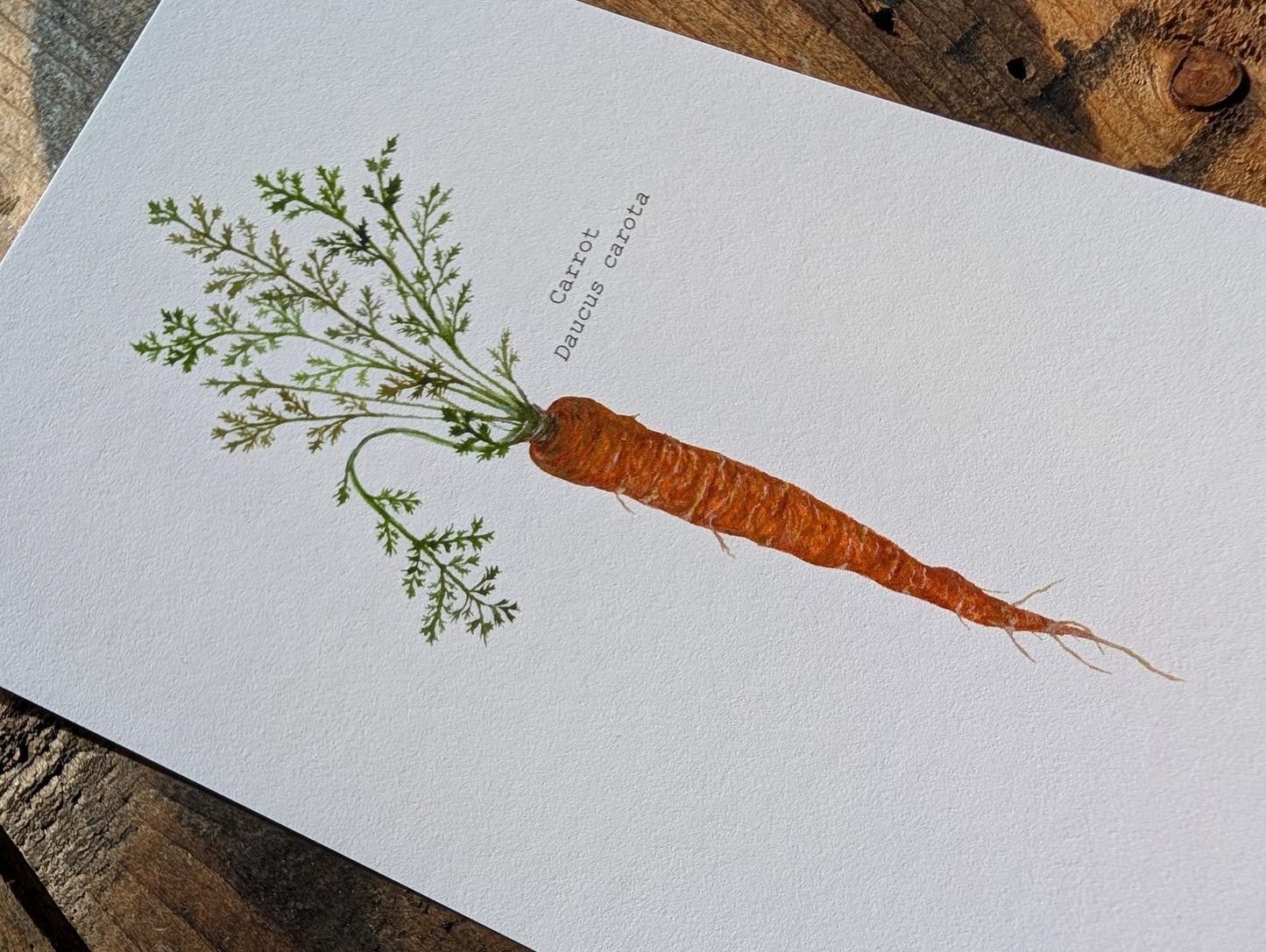 Carrot Art Print