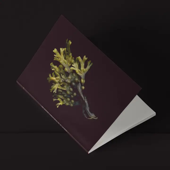 Mini-carnet / Fucus