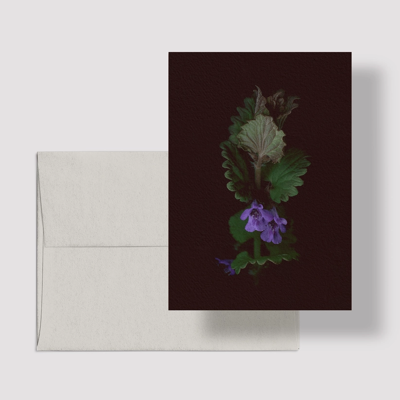 Greeting Card / Ground Ivy