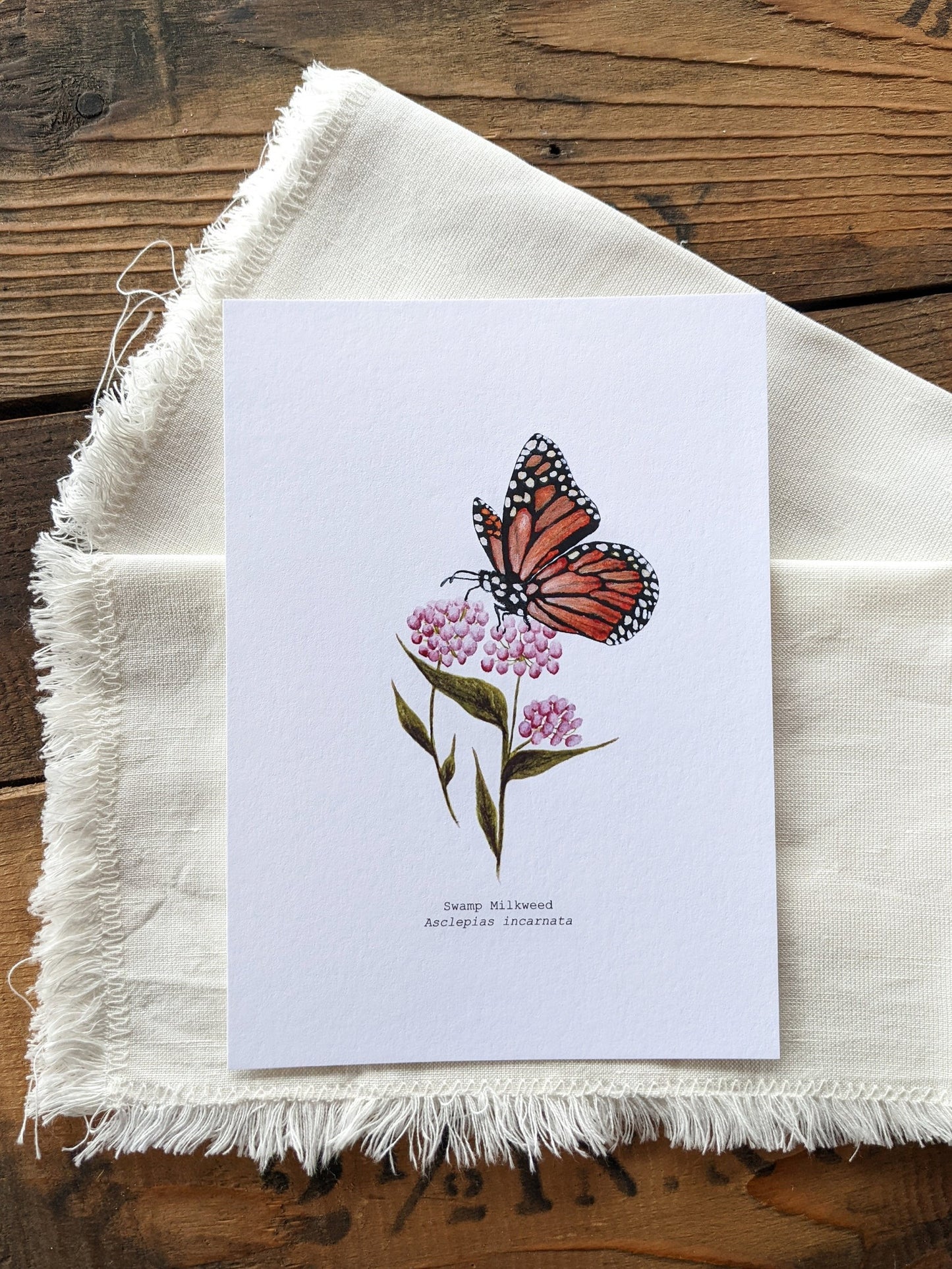 Illustration, Swamp Milkweed
