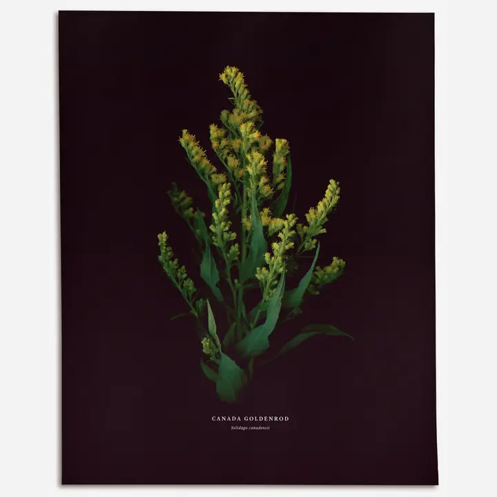 Verge D'or Du Canada (Solidago Canadensis)