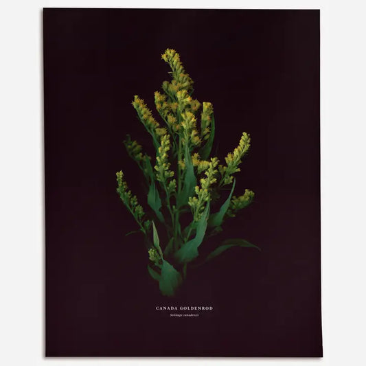 Canada Goldenrod (Solidago Canadensis) - Art Print