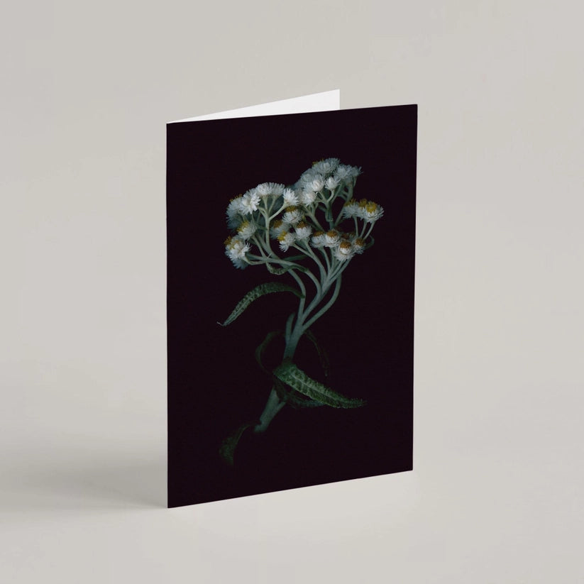 Carte de vœux / Immortelle blanche