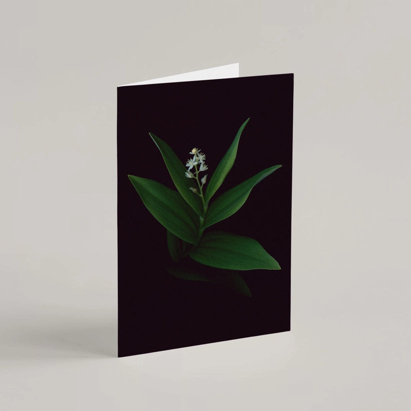 Greeting Card / Starflower