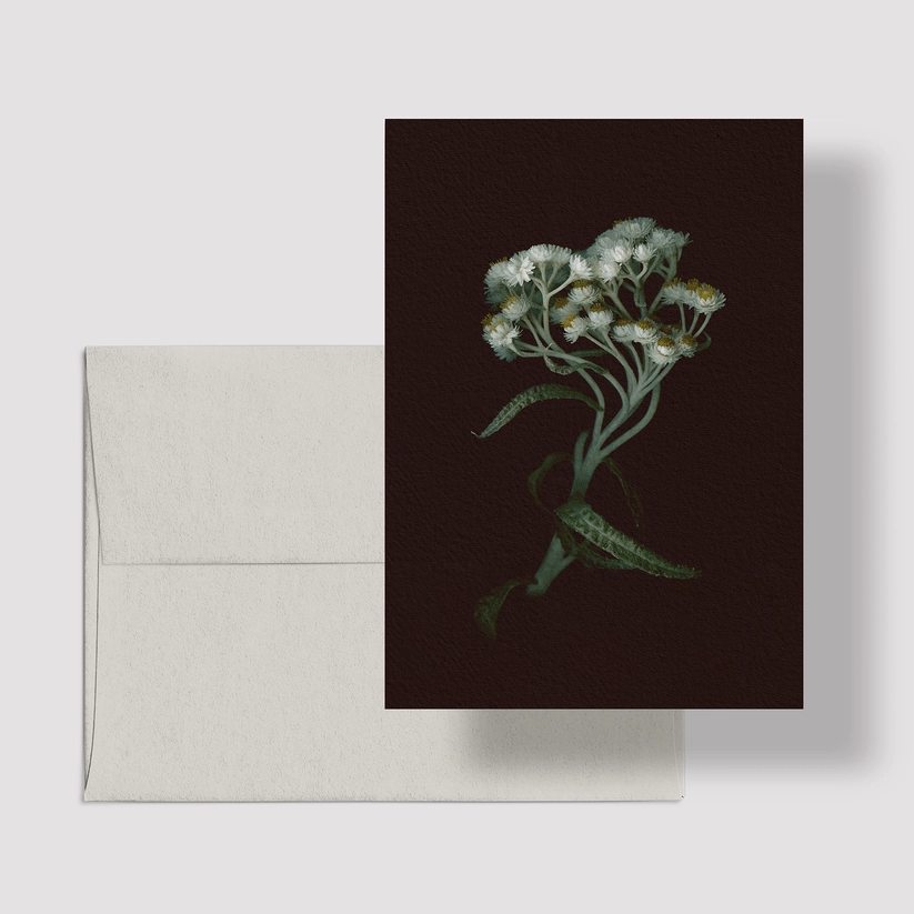 Carte de vœux / Immortelle blanche