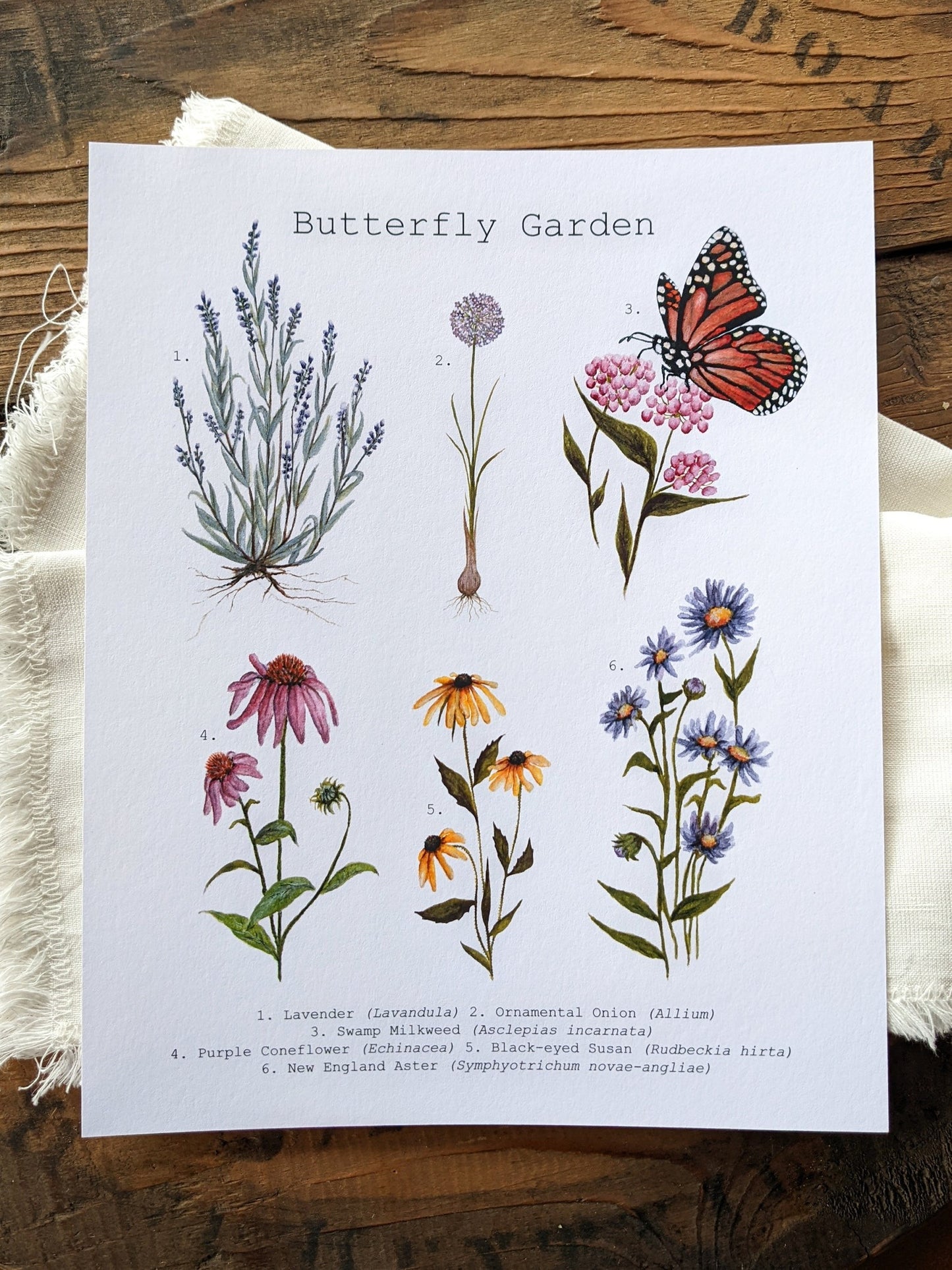 Illustration, butterfly garden
