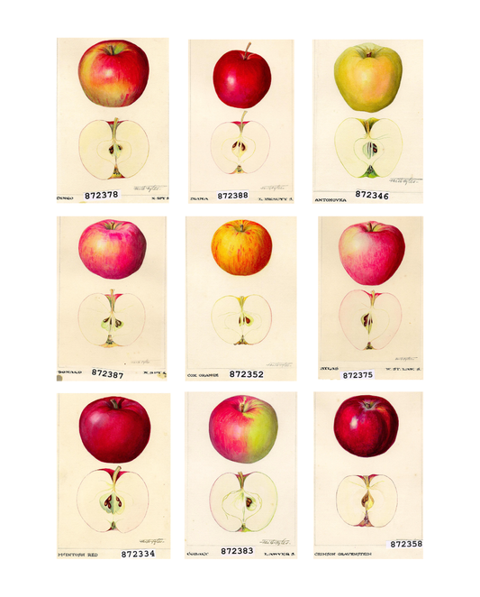 Faith Fyles: In Full Bloom | Apple Print