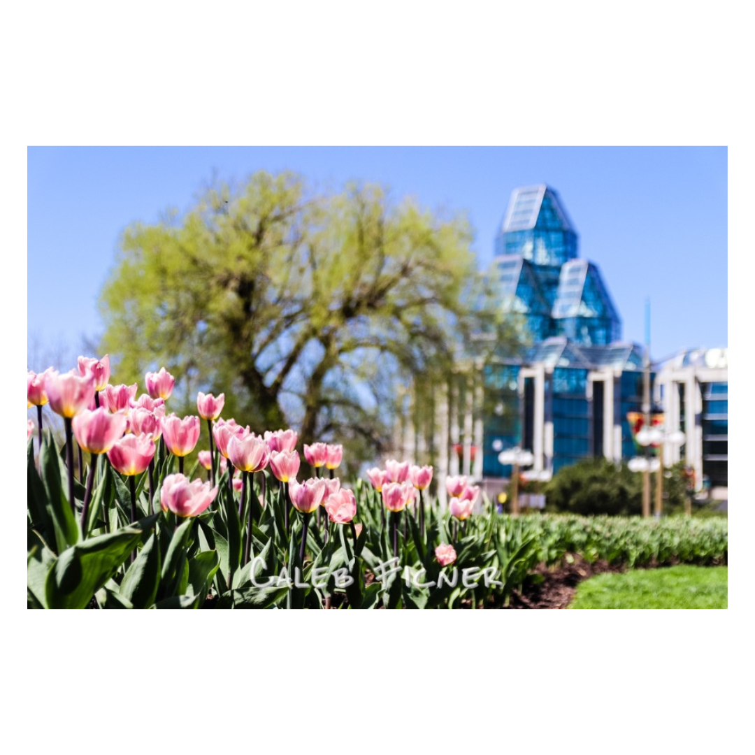 Pink Tulips in front of NGC Card