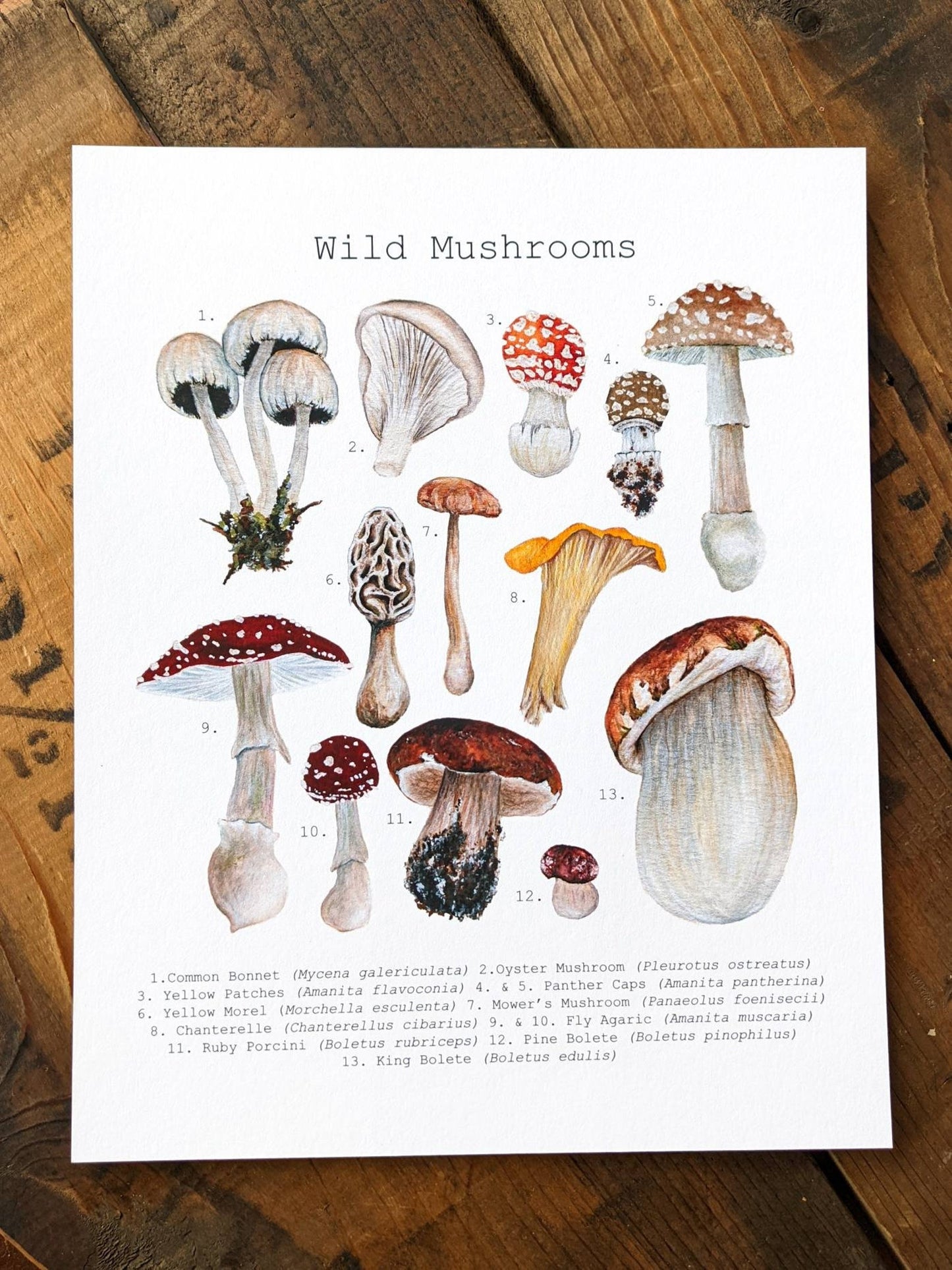 Illustration, wild mushrooms