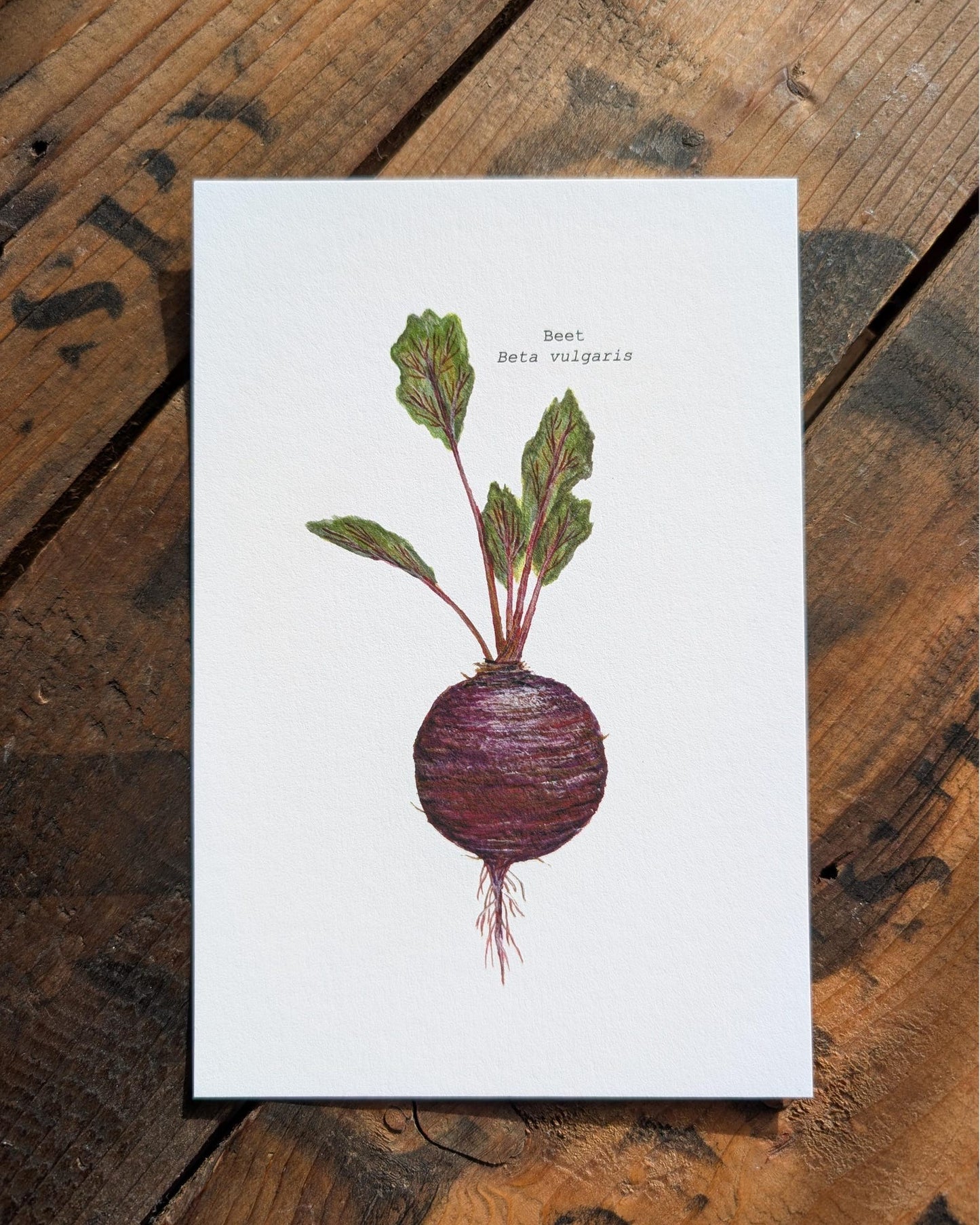 Beet Art Print