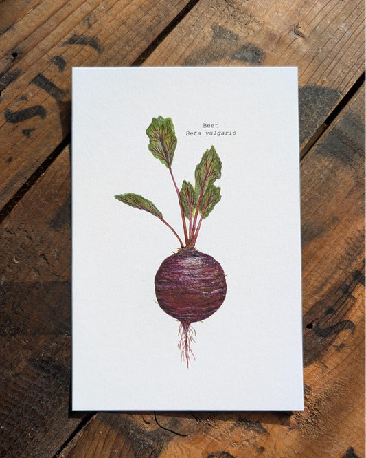 Beet Art Print