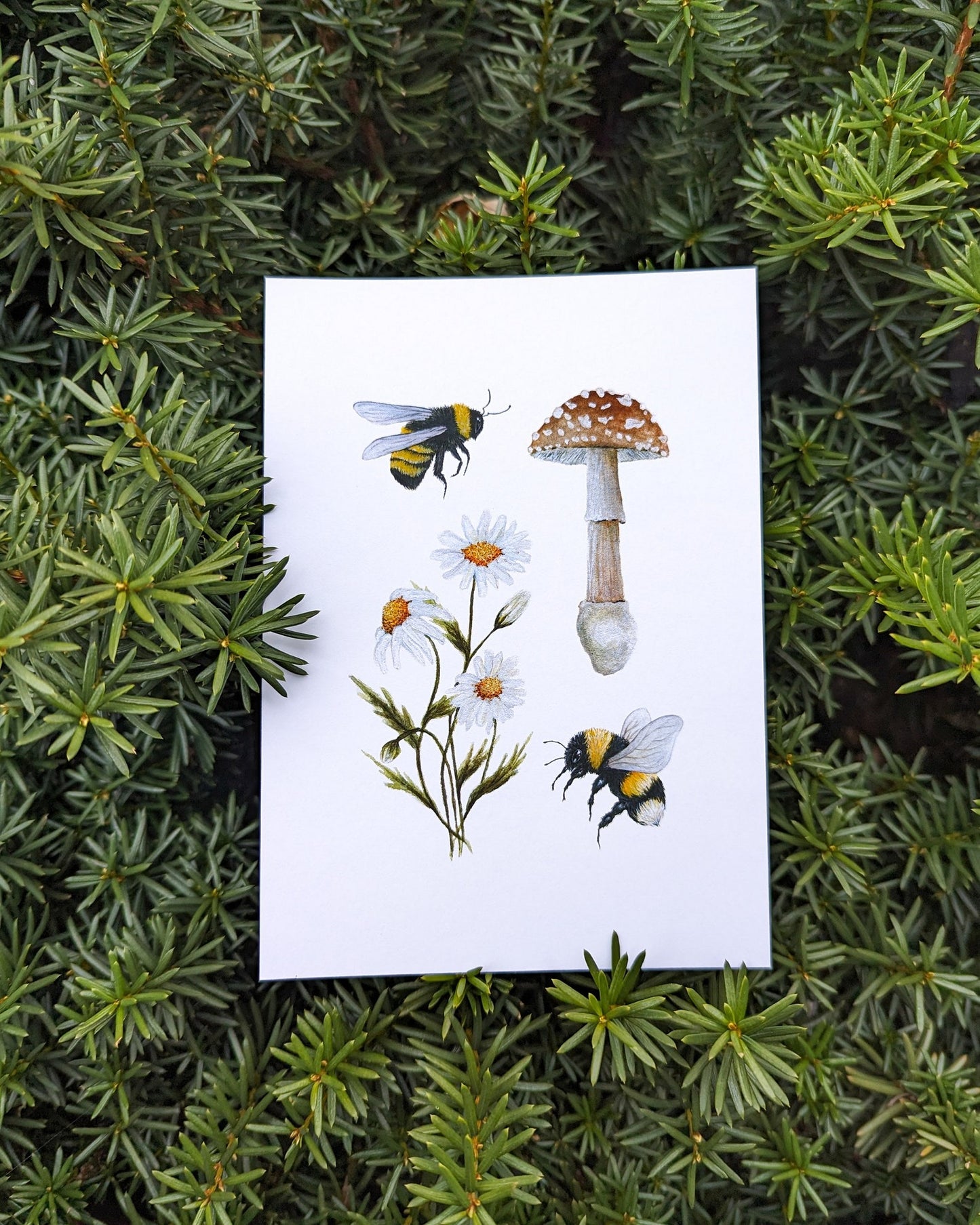 Bumblebee, Mushroom & Daisy Art Print