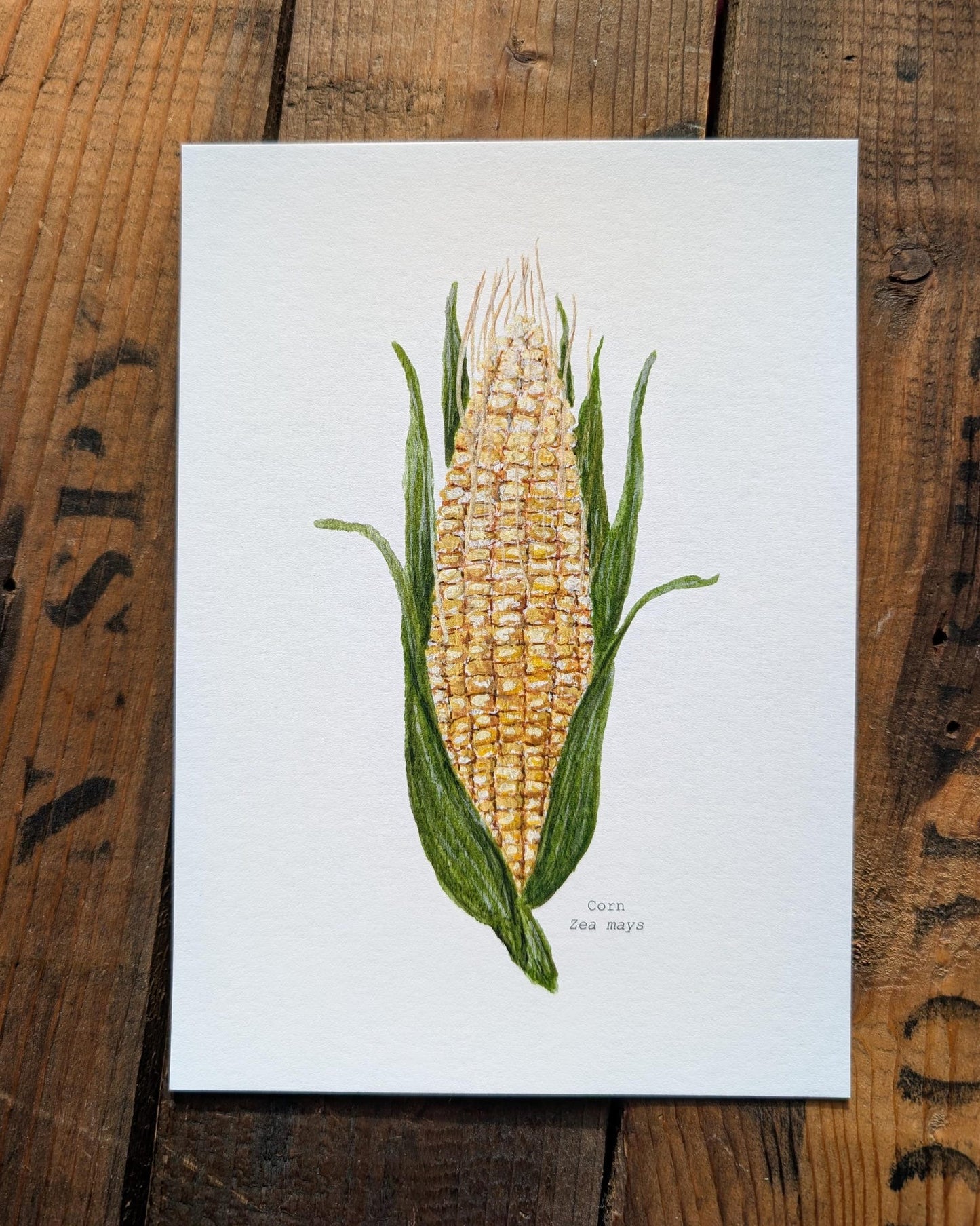 Corn Art Print