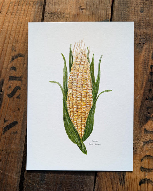 Corn Art Print