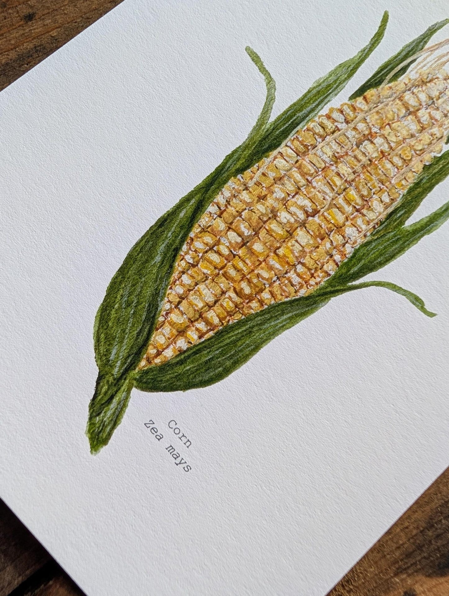 Corn Art Print