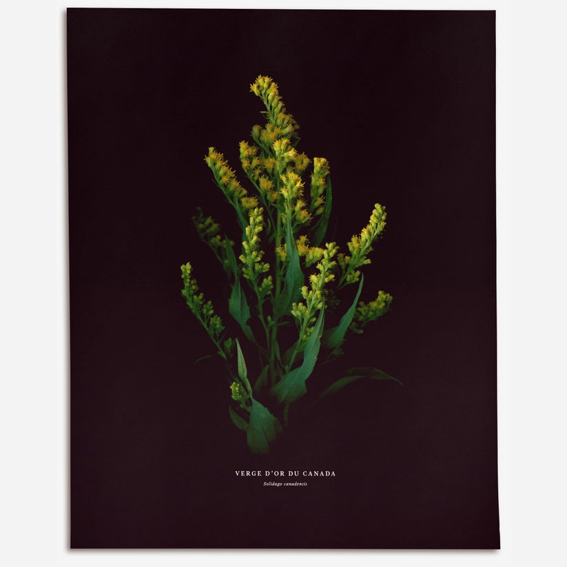 Verge D'or Du Canada (Solidago Canadensis)
