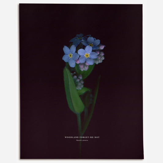 Woodland Forget-Me-Not (Myosotis Sylvatica) - Art Print