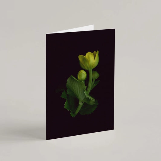 Greeting Card / Marsh Marigold
