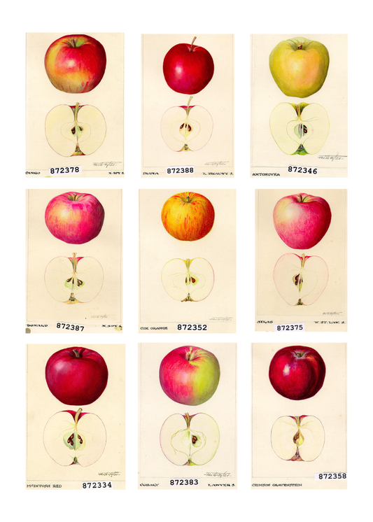 Faith Fyles: In Full Bloom | Apple Postcard