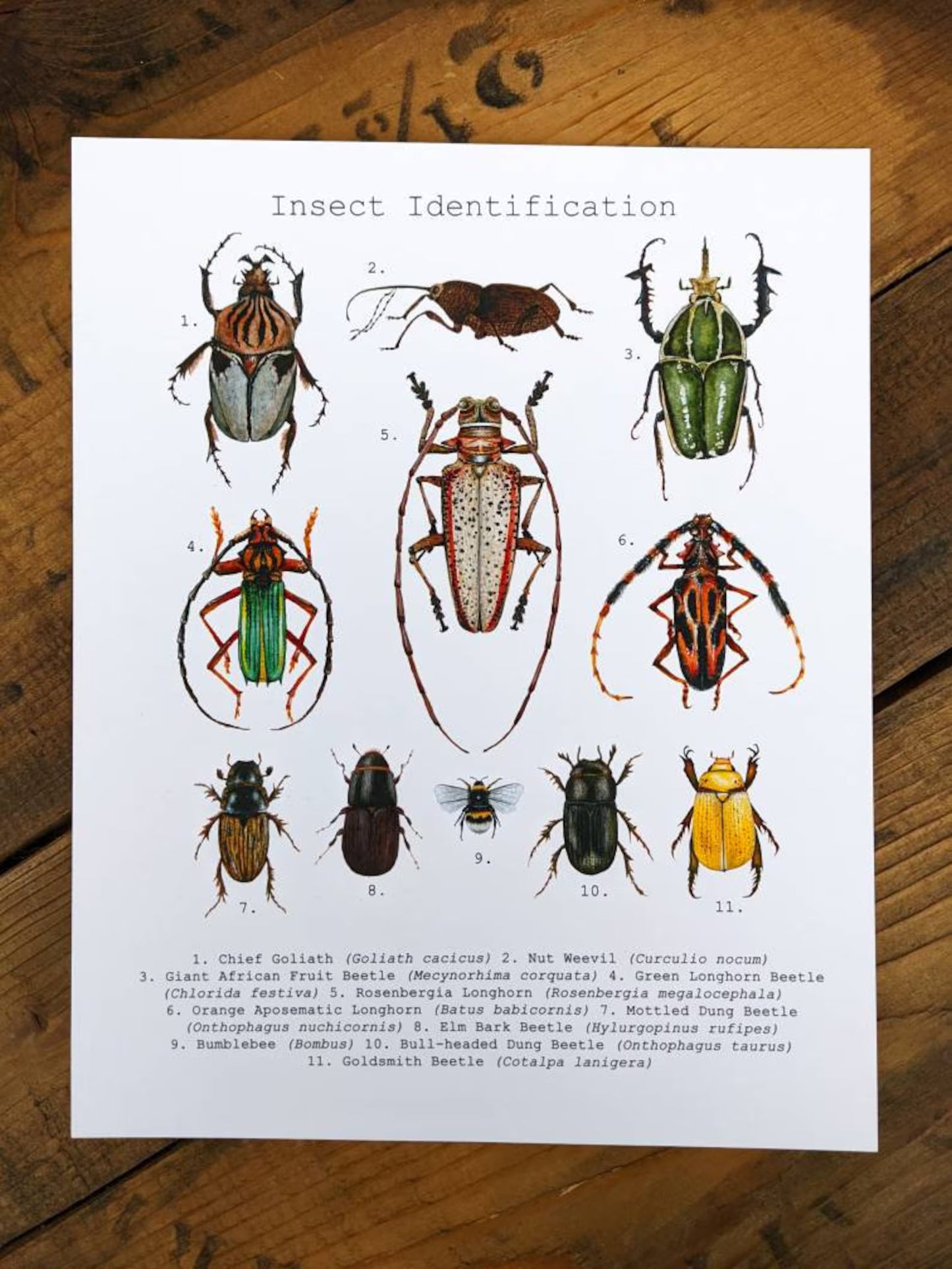Insect Identification Art Print