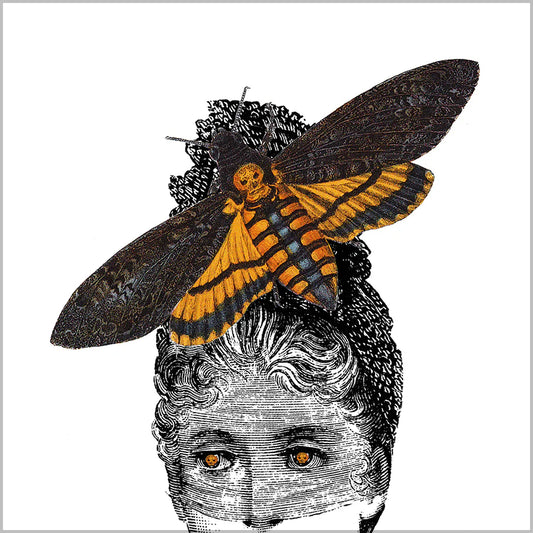 Moth Widow Postcard