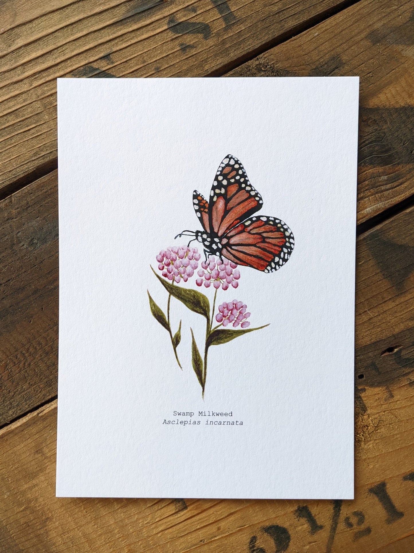 Illustration, Swamp Milkweed