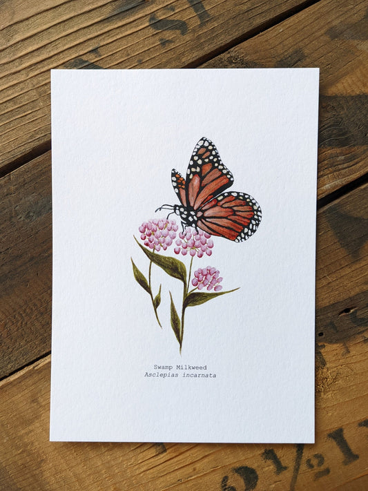 Swamp Milkweed Art Print